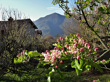 MONTE ZUCCO ad anello via linea tagliafuoco dalla Pernice (20apr21) - FOTOGALLERY